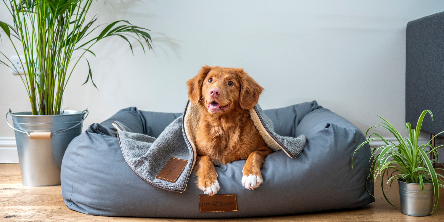 5 Reasons Why Soy Wax is Better for Pets