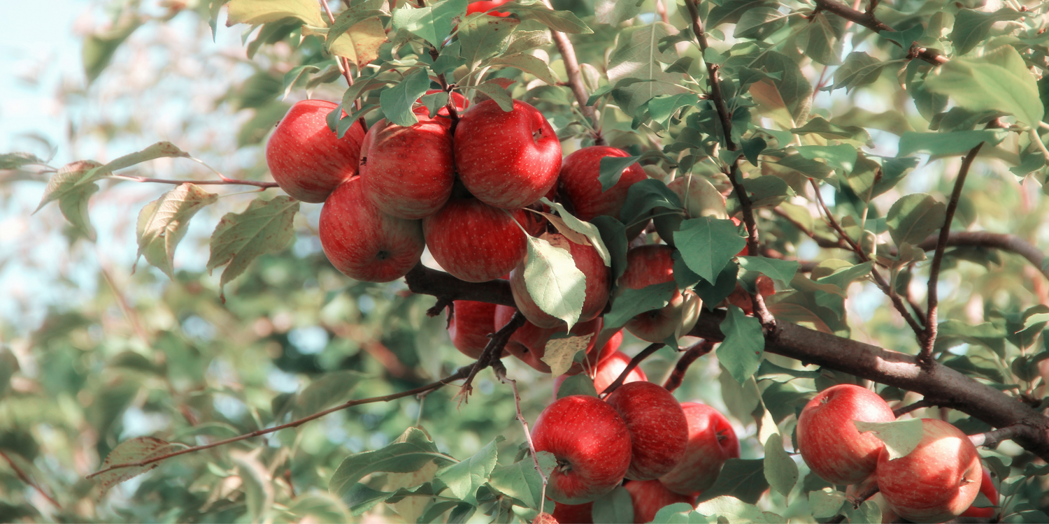 Scent Spotlight: Apple