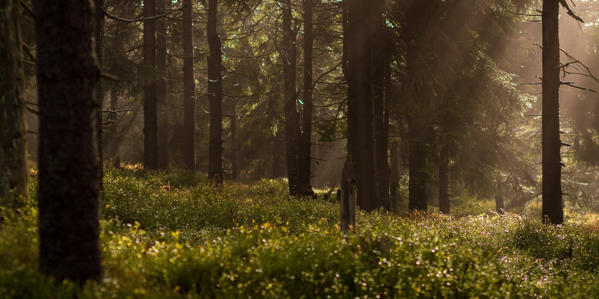Spring Mix Guide: 6 Forest Bathing Mixes to Try Now!