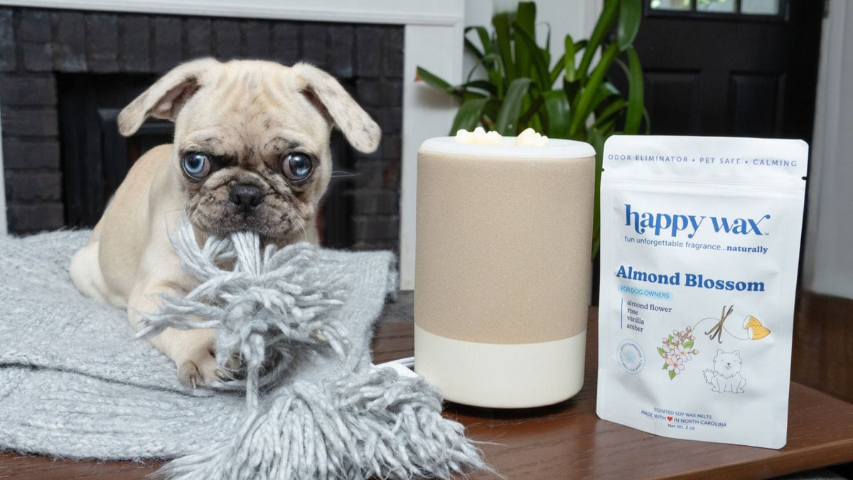 Good News for Pet Parents: 5 Reasons Why Soy Wax Is Better for Pets