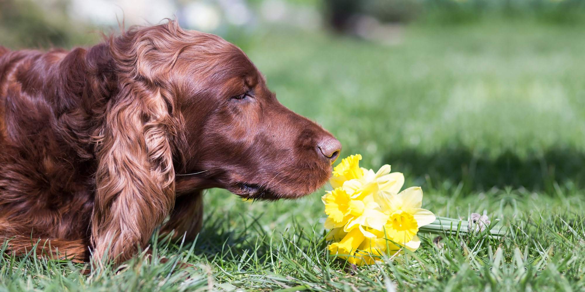 What Scents Do Dogs Hate?