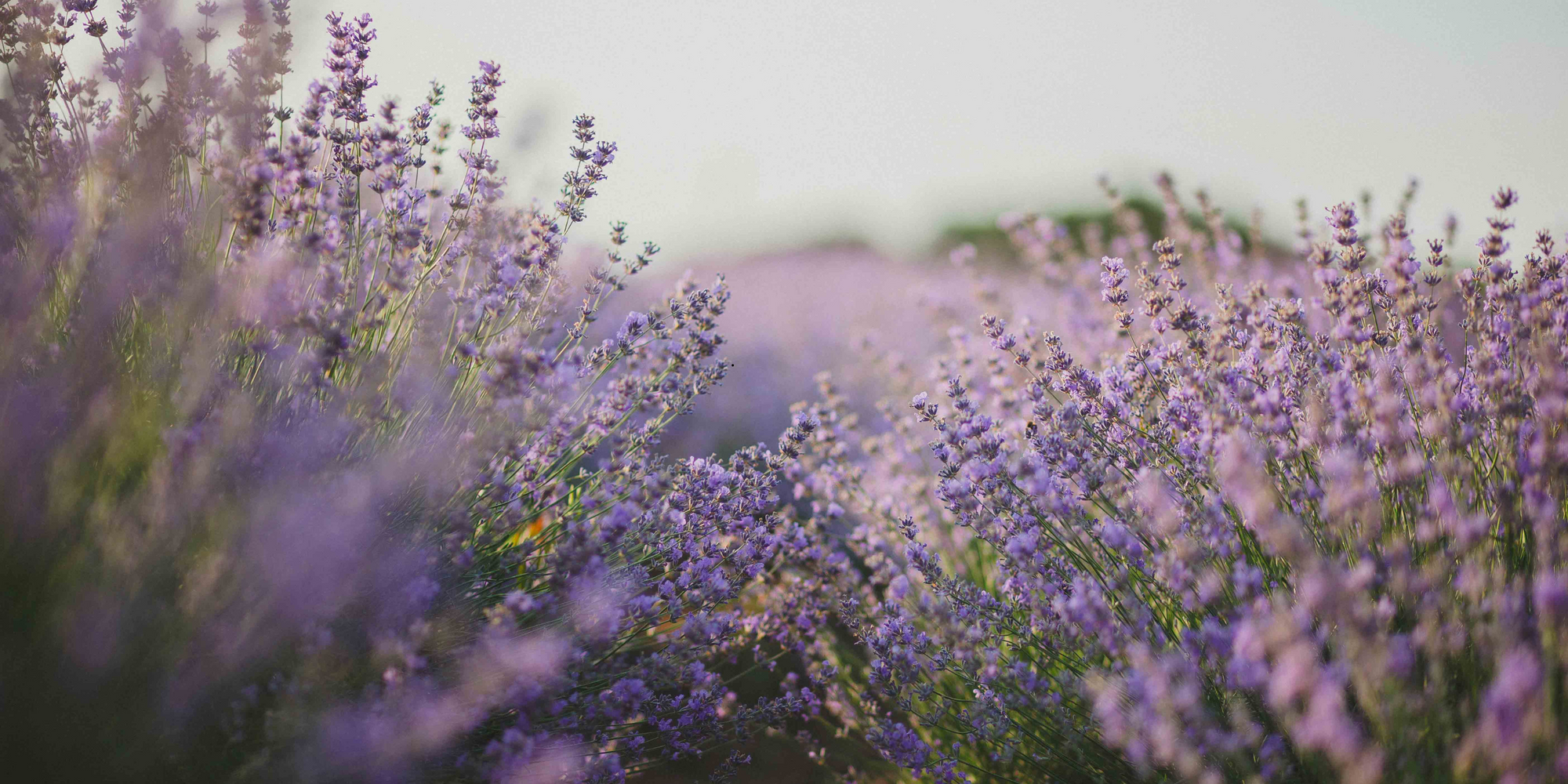 Scent Spotlight: Calming Lavender