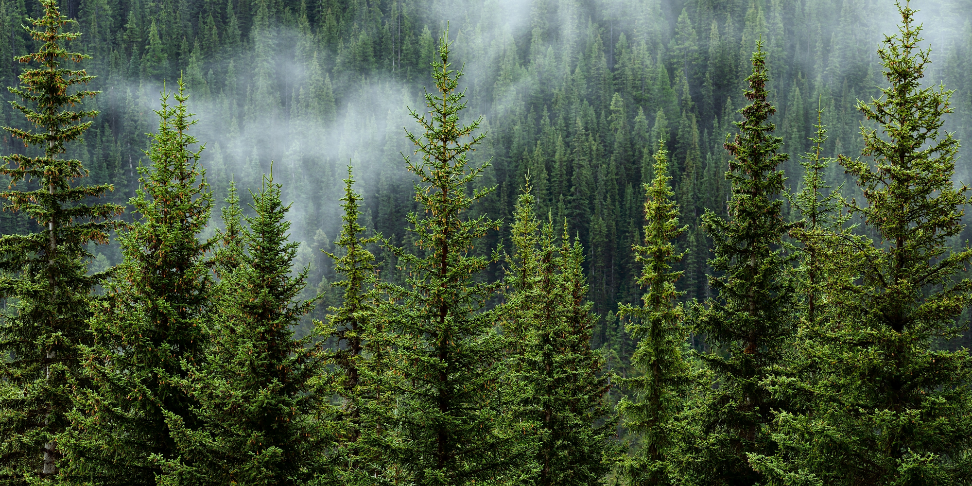 Connecting to Nature: Embrace Earthy Scents