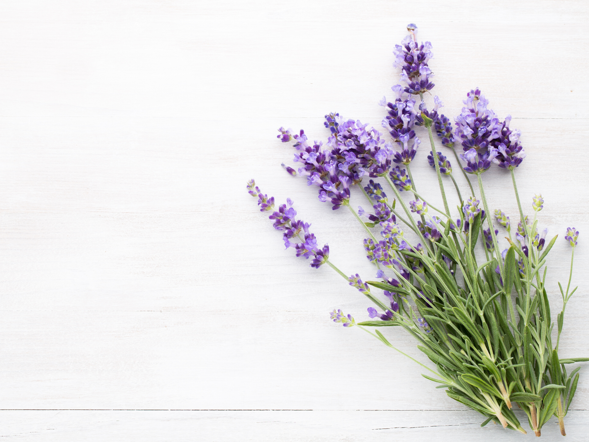 Scent Spotlight: Calming Lavender