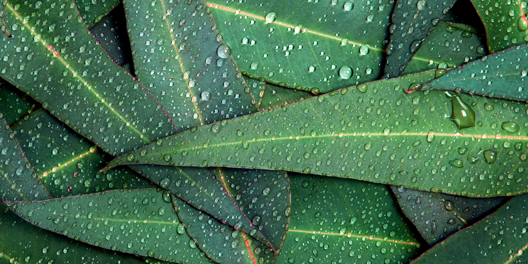 Scent Spotlight: Eucalyptus