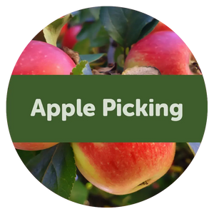 Apple Picking 