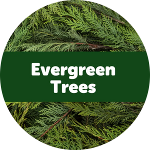 Evergreen Trees 