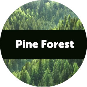 Pine Forest 