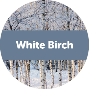 White Birch 