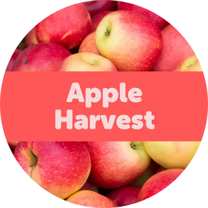 Apple Harvest 