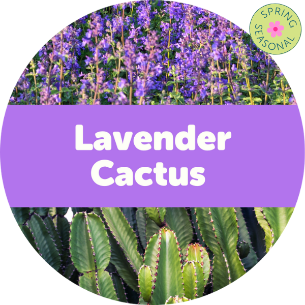 Lavender Cactus Wax Melts